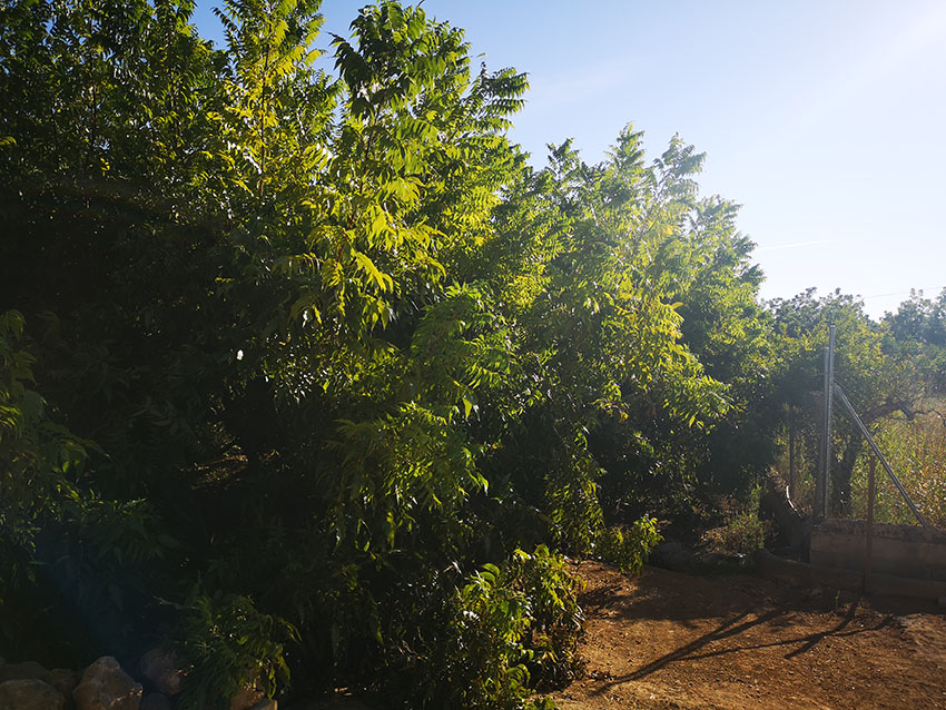Ri765-Finca-Rosa-Carranque (4)